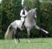 (2)Andaluský kůň.jpg